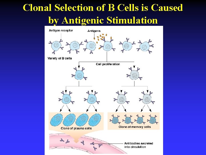 Clonal Selection of B Cells is Caused by Antigenic Stimulation 