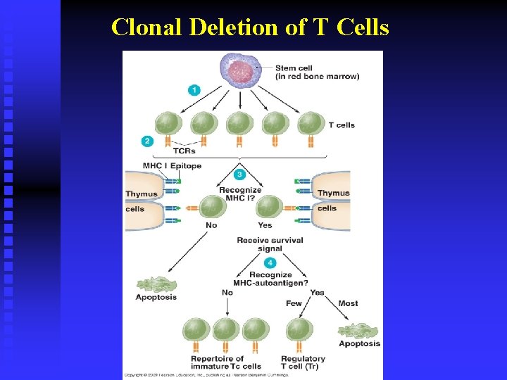 Clonal Deletion of T Cells 