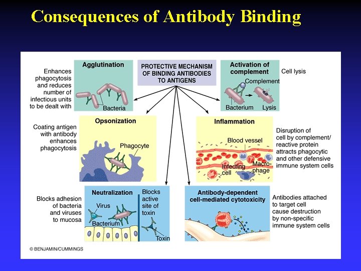 Consequences of Antibody Binding 