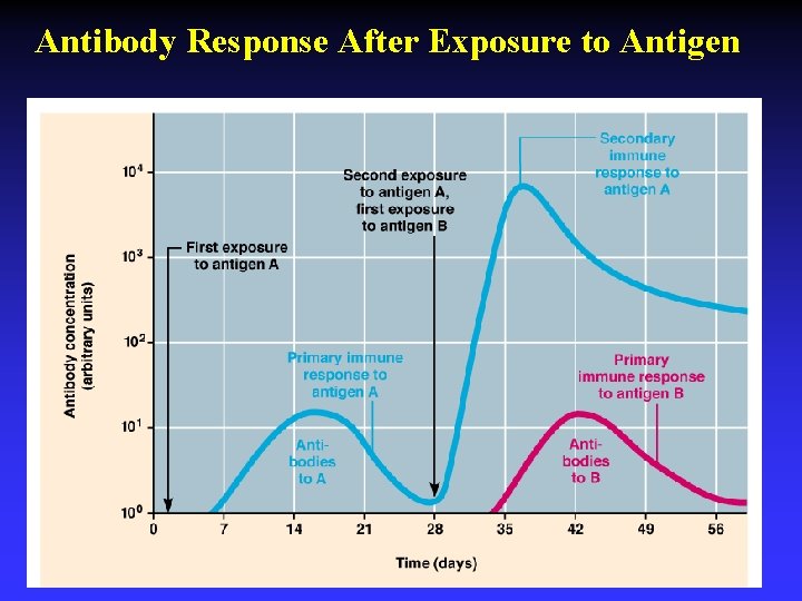 Antibody Response After Exposure to Antigen 