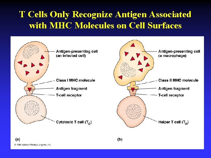 T Cells Only Recognize Antigen Associated with MHC Molecules on Cell Surfaces 