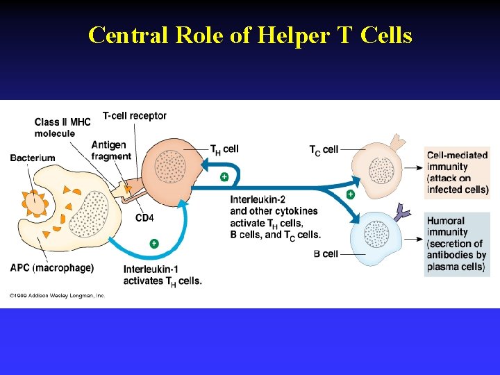 Central Role of Helper T Cells 