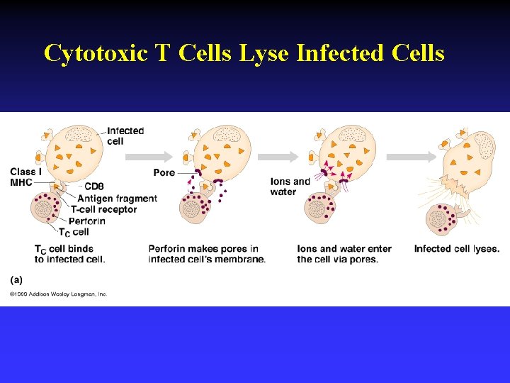 Cytotoxic T Cells Lyse Infected Cells 