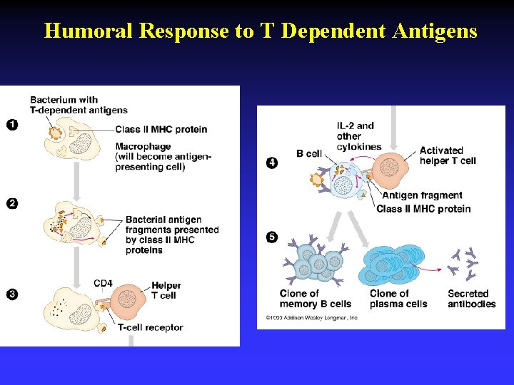 Humoral Response to T Dependent Antigens 