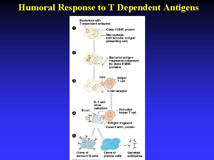 Humoral Response to T Dependent Antigens 