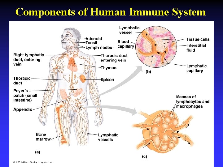 Components of Human Immune System 