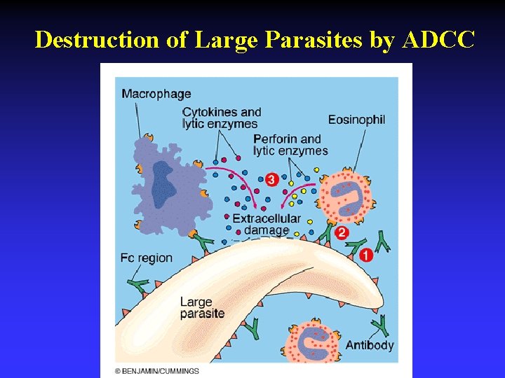 Destruction of Large Parasites by ADCC 