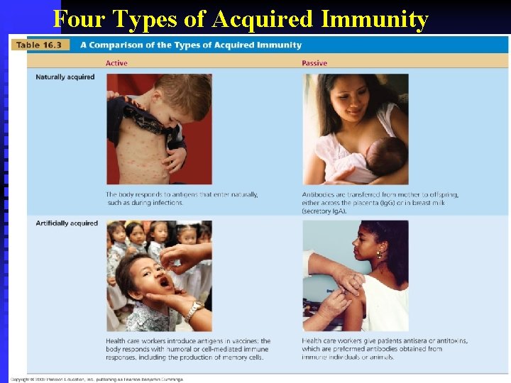 Four Types of Acquired Immunity 