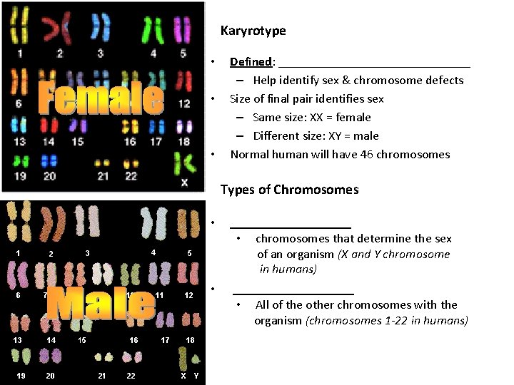 Karyrotype • • • Defined: _______________ – Help identify sex & chromosome defects Size