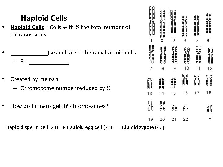 Haploid Cells • Haploid Cells = Cells with ½ the total number of chromosomes
