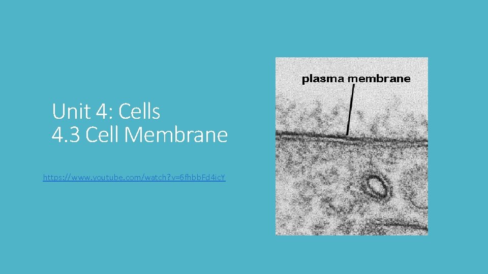 Unit 4: Cells 4. 3 Cell Membrane https: //www. youtube. com/watch? v=6 fhbb. Fd