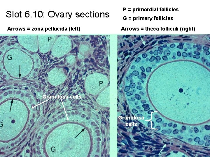 Slot 6. 10: Ovary sections Arrows = zona pellucida (left) P = primordial follicles