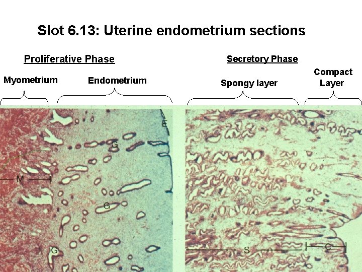 Slot 6. 13: Uterine endometrium sections Proliferative Phase Myometrium Endometrium Secretory Phase Spongy layer