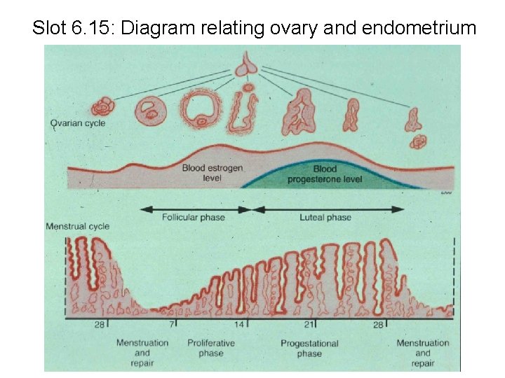 Slot 6. 15: Diagram relating ovary and endometrium 