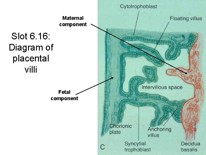 Maternal component Slot 6. 16: Diagram of placental villi Fetal component 