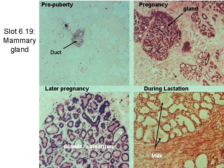 Pre-puberty Slot 6. 19: Mammary gland Pregnancy gland Duct Later pregnancy During Lactation Glands: