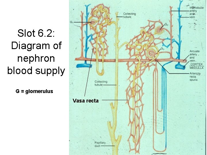 Slot 6. 2: Diagram of nephron blood supply G = glomerulus Vasa recta 