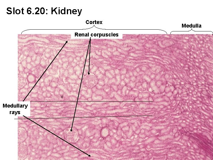 Slot 6. 20: Kidney Cortex Renal corpuscles Medullary rays Medulla 