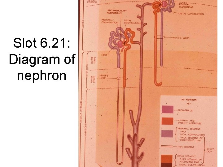 Slot 6. 21: Diagram of nephron 