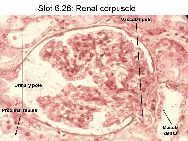 Slot 6. 26: Renal corpuscle Vascular pole Urinary pole Proximal tubule Macula densa 
