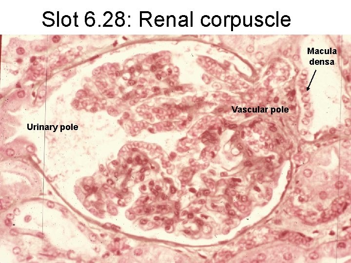 Slot 6. 28: Renal corpuscle Macula densa Vascular pole Urinary pole 