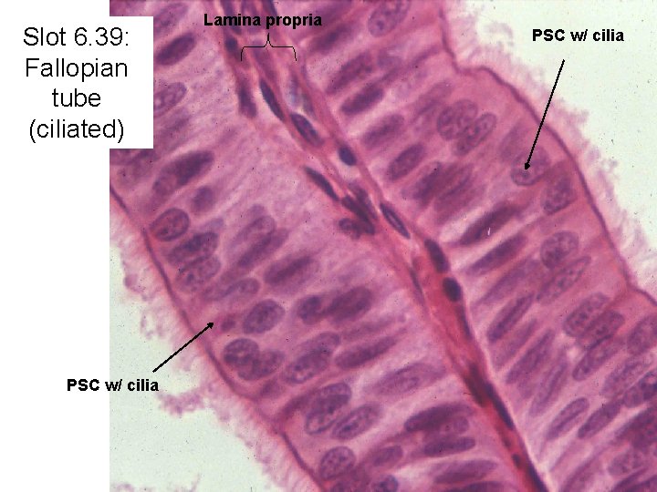 Slot 6. 39: Fallopian tube (ciliated) PSC w/ cilia Lamina propria PSC w/ cilia