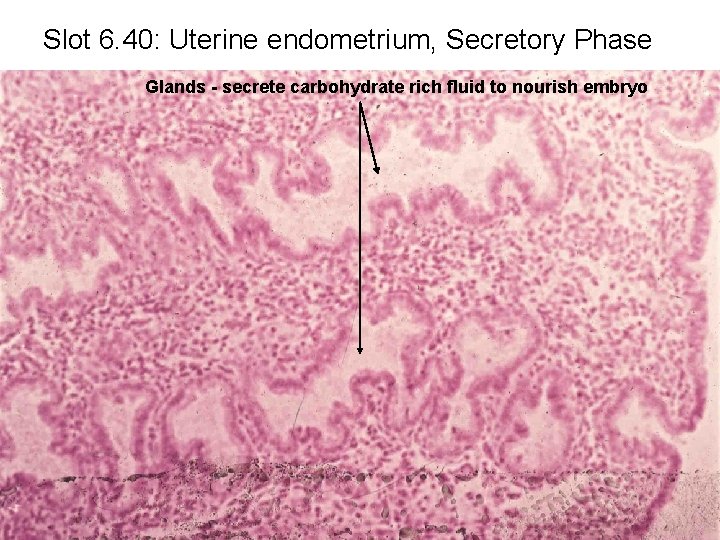 Slot 6. 40: Uterine endometrium, Secretory Phase Glands - secrete carbohydrate rich fluid to