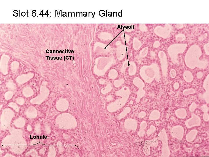 Slot 6. 44: Mammary Gland Alveoli Connective Tissue (CT) Lobule 