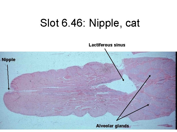 Slot 6. 46: Nipple, cat Lactiferous sinus Nipple Alveolar glands 