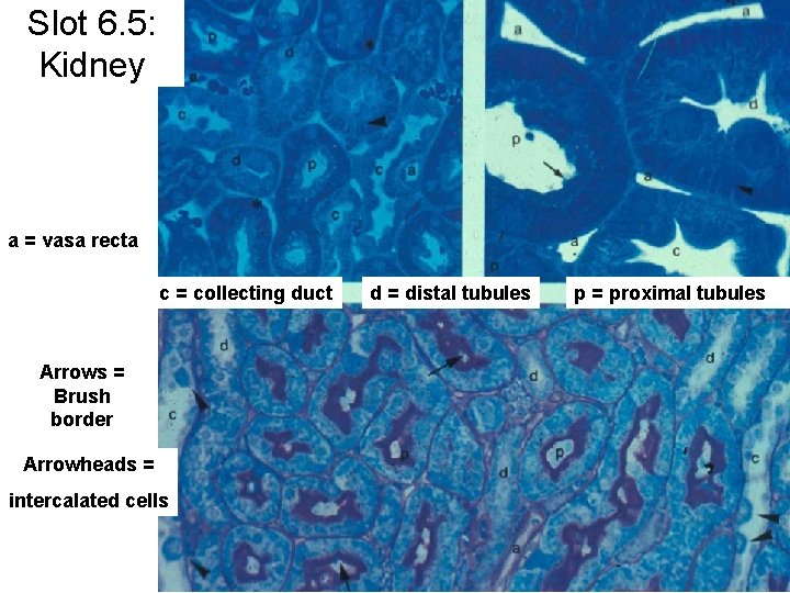 Slot 6. 5: Kidney a = vasa recta c = collecting duct Arrows =