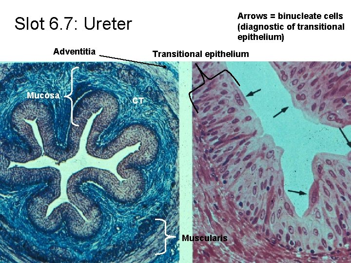 Arrows = binucleate cells (diagnostic of transitional epithelium) Slot 6. 7: Ureter Adventitia Mucosa