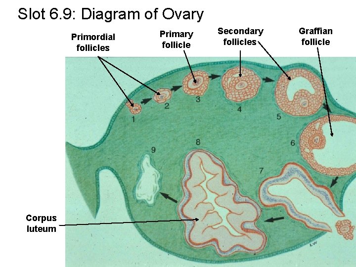 Slot 6. 9: Diagram of Ovary Primordial follicles Corpus luteum Primary follicle Secondary follicles