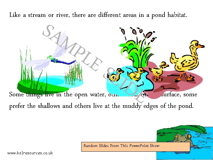 Like a stream or river, there are different areas in a pond habitat. SAM