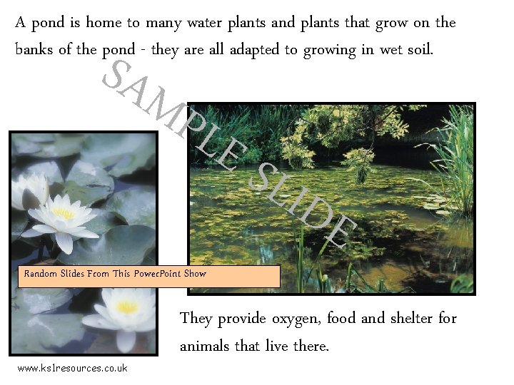 A pond is home to many water plants and plants that grow on the