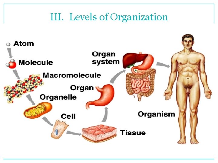 III. Levels of Organization 