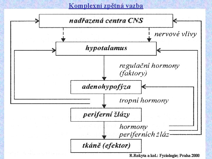 Komplexní zpětná vazba R. Rokyta a kol. : Fyziologie; Praha 2000 