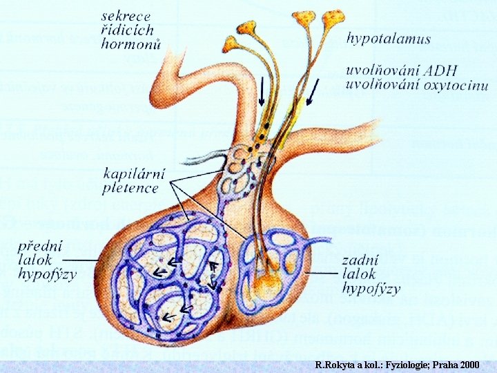 R. Rokyta a kol. : Fyziologie; Praha 2000 