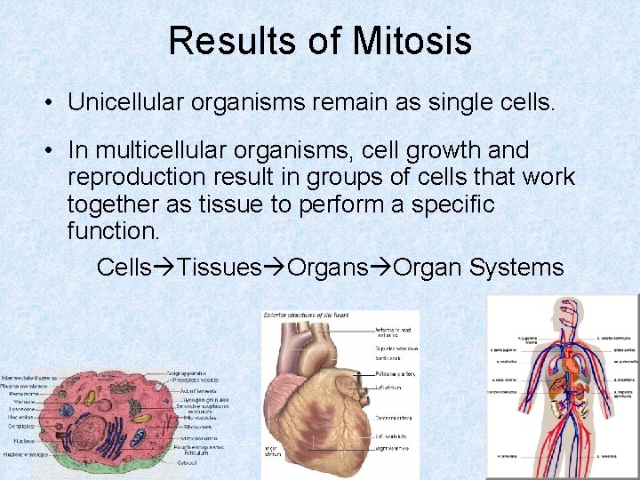 Results of Mitosis • Unicellular organisms remain as single cells. • In multicellular organisms,