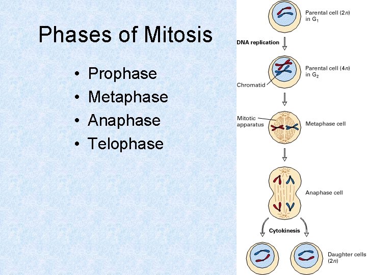 Phases of Mitosis • • Prophase Metaphase Anaphase Telophase 