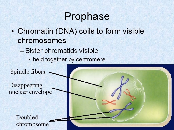 Prophase • Chromatin (DNA) coils to form visible chromosomes – Sister chromatids visible •