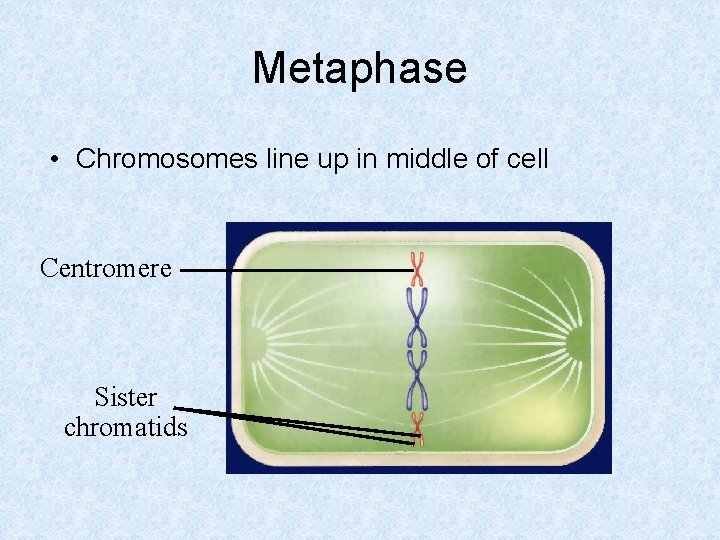 Metaphase • Chromosomes line up in middle of cell Centromere Sister chromatids 