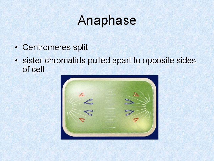 Anaphase • Centromeres split • sister chromatids pulled apart to opposite sides of cell