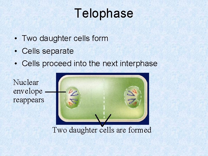 Telophase • Two daughter cells form • Cells separate • Cells proceed into the