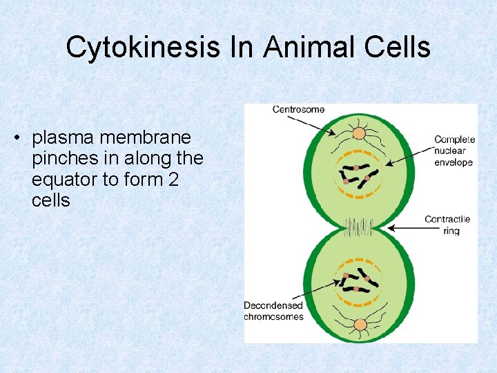 Cytokinesis In Animal Cells • plasma membrane pinches in along the equator to form