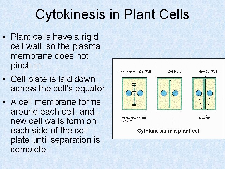 Cytokinesis in Plant Cells • Plant cells have a rigid cell wall, so the