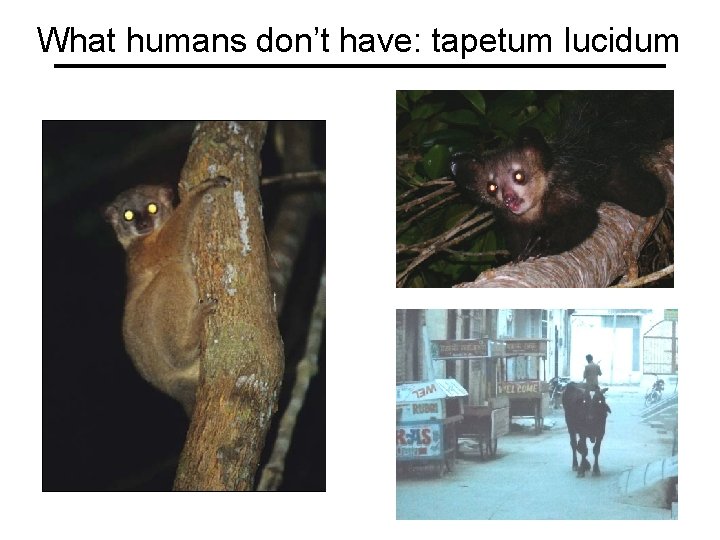 What humans don’t have: tapetum lucidum 