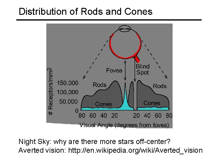 Distribution of Rods and Cones Night Sky: why are there more stars off-center? Averted