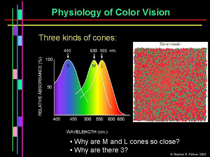 Physiology of Color Vision Three kinds of cones: • Why are M and L