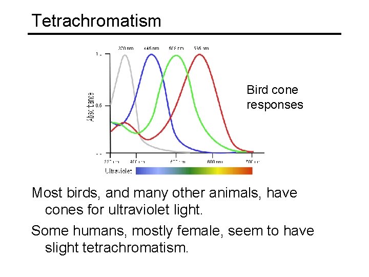 Tetrachromatism Bird cone responses Most birds, and many other animals, have cones for ultraviolet