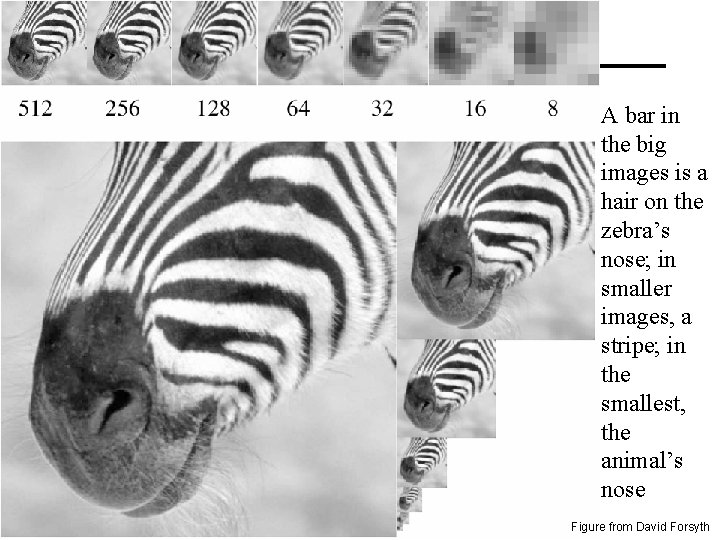 A bar in the big images is a hair on the zebra’s nose; in